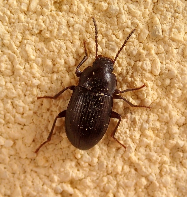 Nalassus sp. e Harpalus distinguendus (cf.)